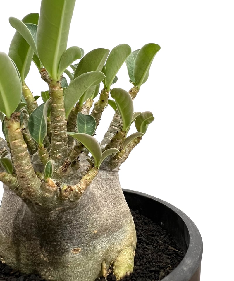 アデニウム ドワーフ　中型 アデニウム アラビカムドワーフ タイプ “ブラック”「Adenium