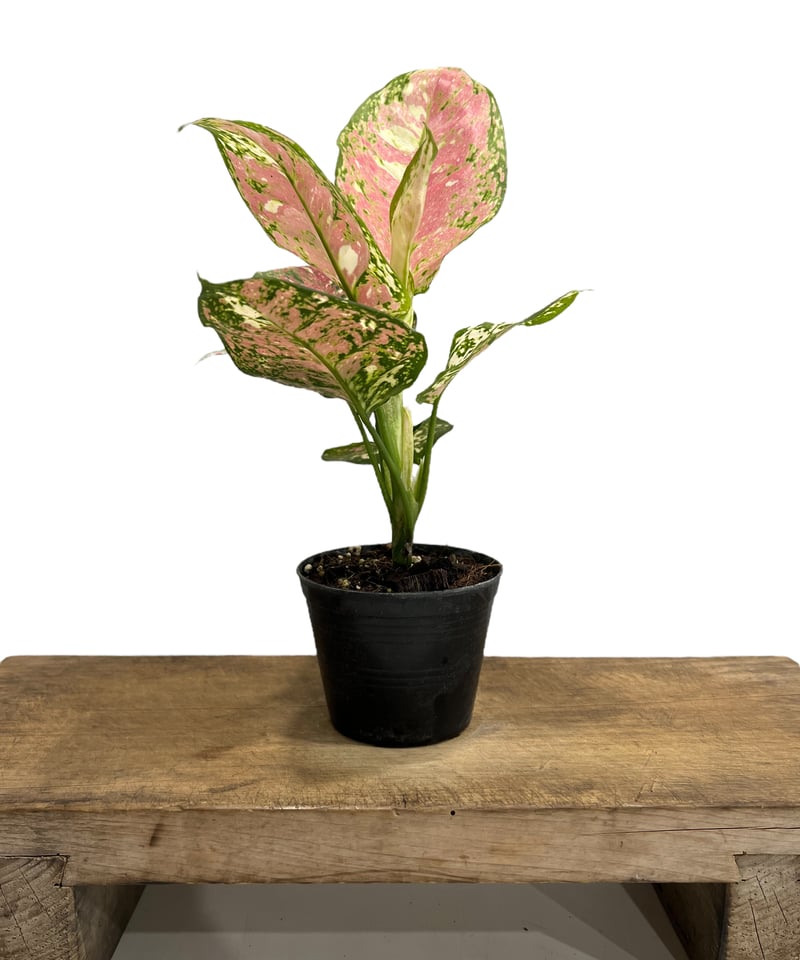 特別企画　新春セール　Aglaonema アグラオネマ　トリカラー　メタリカ　③ アグラオネマ アンヤマニー トリカ ラー 「Aglaonema Unyamanee Tri C
