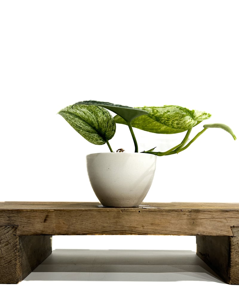 スキンダプサス ホログラム ミント「Scindapsus Hologram Mint