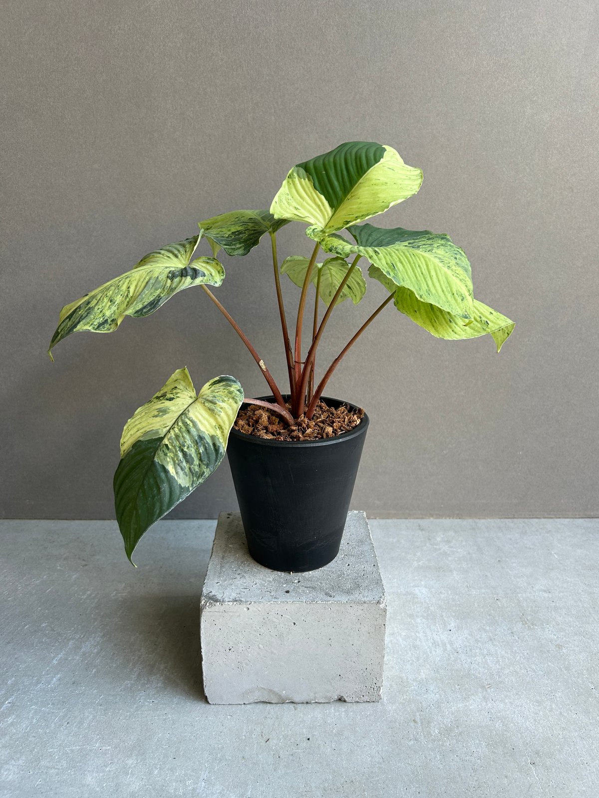 ホマロメナ sp. レッド ステム 斑入「Homalomena sp. Red Stem Va