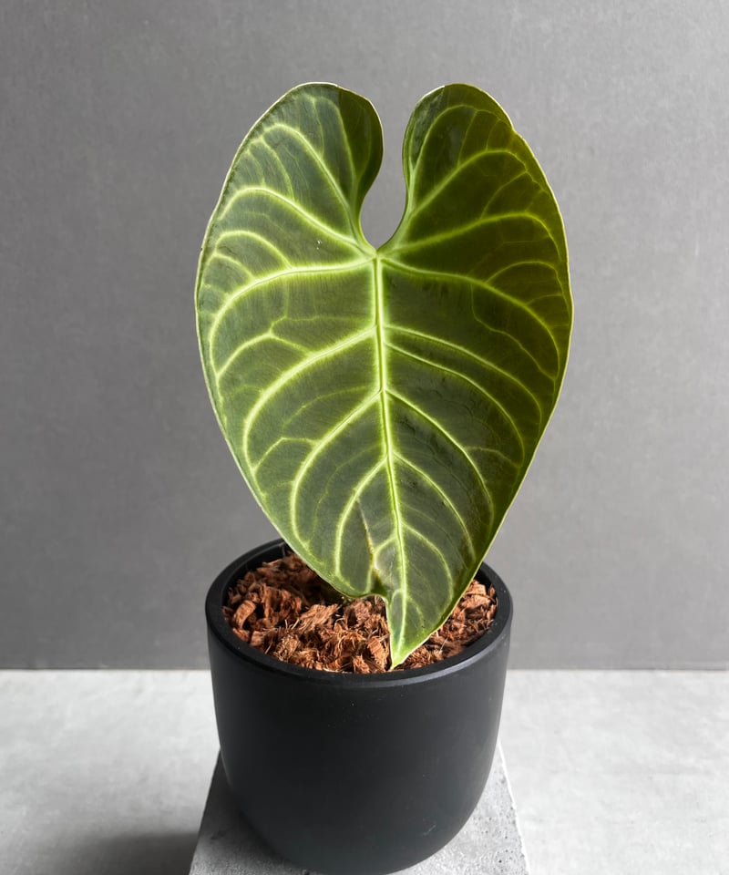 アンスリウム レガレ(コロンビア/ペルー) 「Anthurium regale
