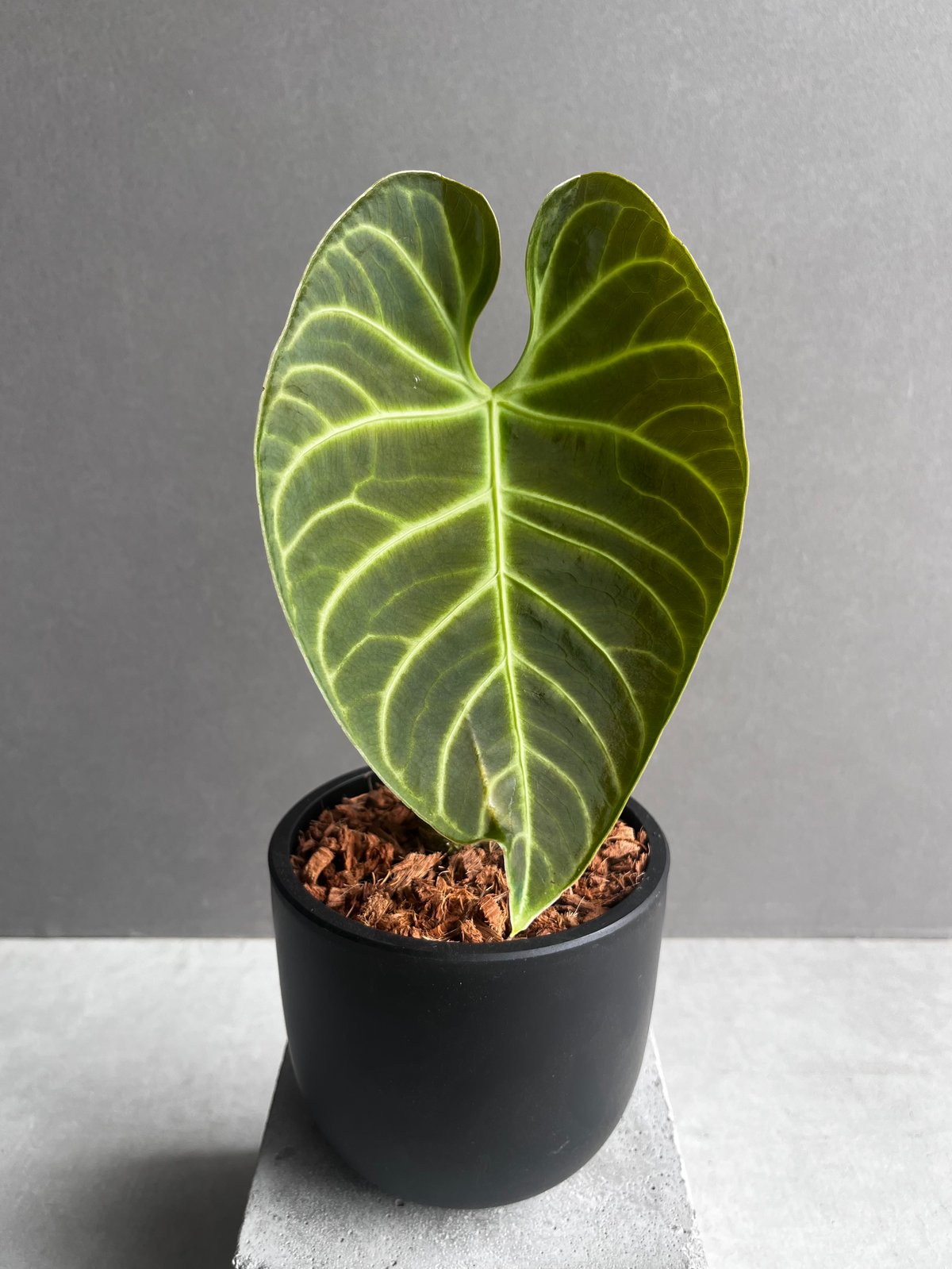 アンスリウム レガレ(コロンビア/ペルー) 「Anthurium regale (Colomb