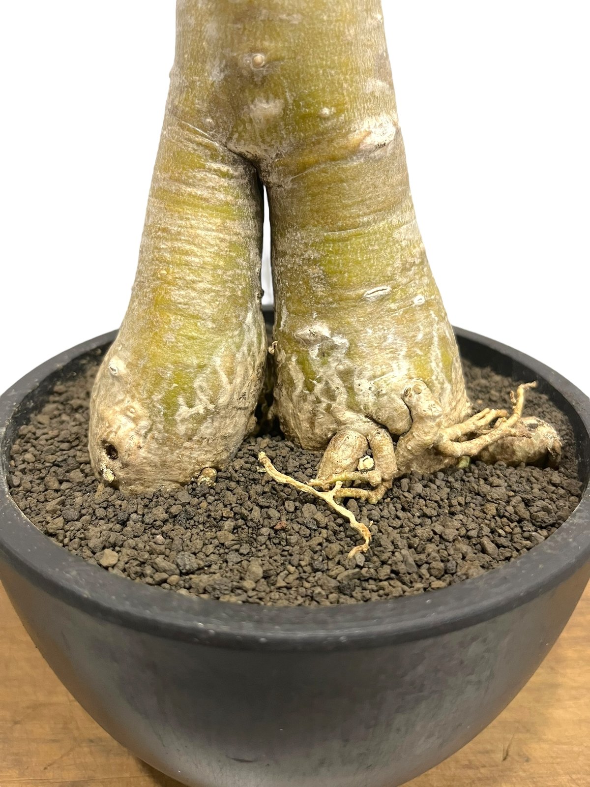 アデニウム アラビカム “バオバブ スタイル” 「Adenium arabicum “Baob