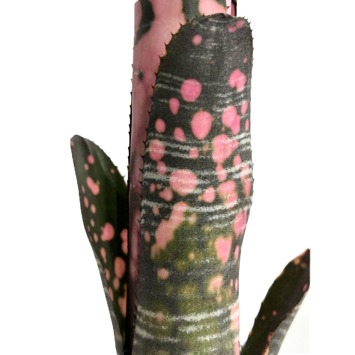 Billbergia ビルベルギア　インセンディアリーデライト ビルベルギア オットー デライト「Billbergia Otto Delight」3/5