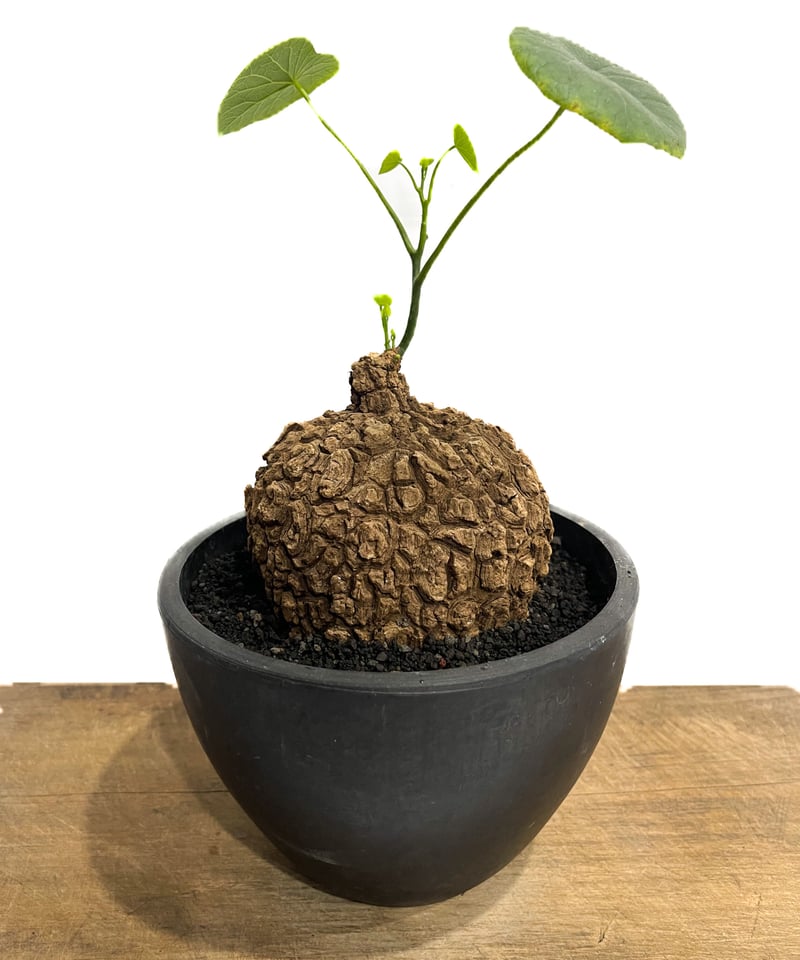 ⭐︎大株⭐︎ステファニア・スベローサ【Stephania Suberosa】