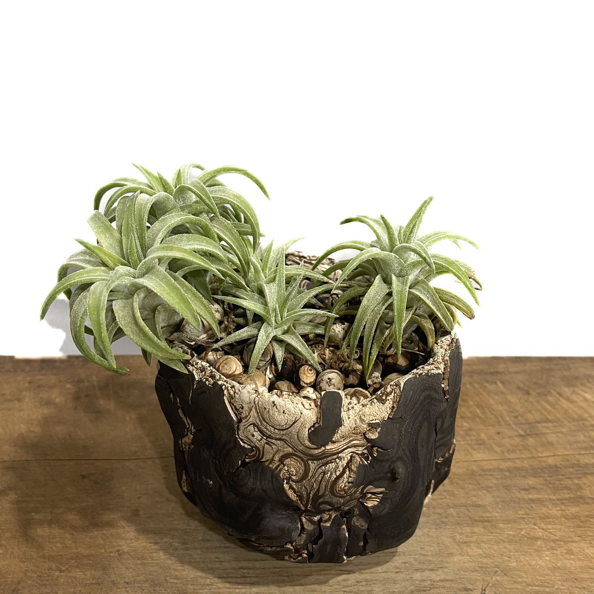 ティランジア イオナンタ バンハイニンギー ”ジャイアント”＋pmp