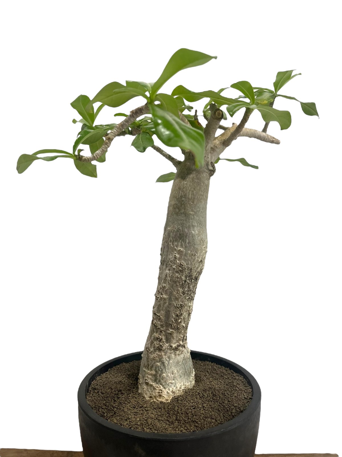 アデニウム タイソコトラナム 'バオバブ スタイル' 「Adenium Thai