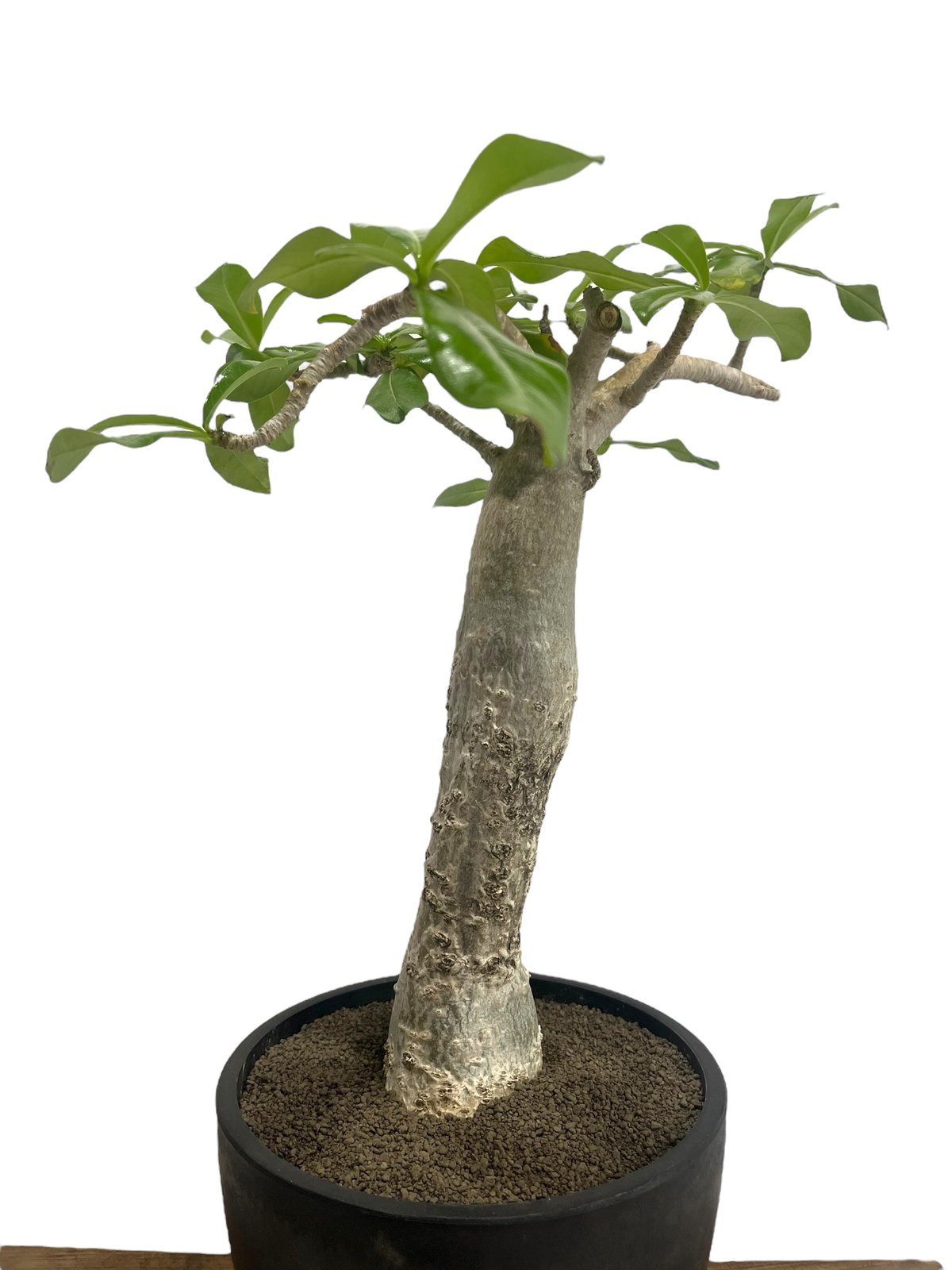 アデニウム タイソコトラナム ‘バオバブ スタイル’ 「Adenium Thai socotranum ‘Baobab Style'」100S