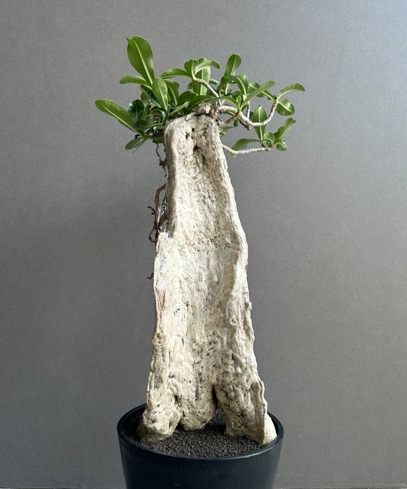 アデニウム　タイソコトラナム　コレクション株　大株 アデニウム タイ ソコトラナム “BONSAI” 「Adenium Thai socotran