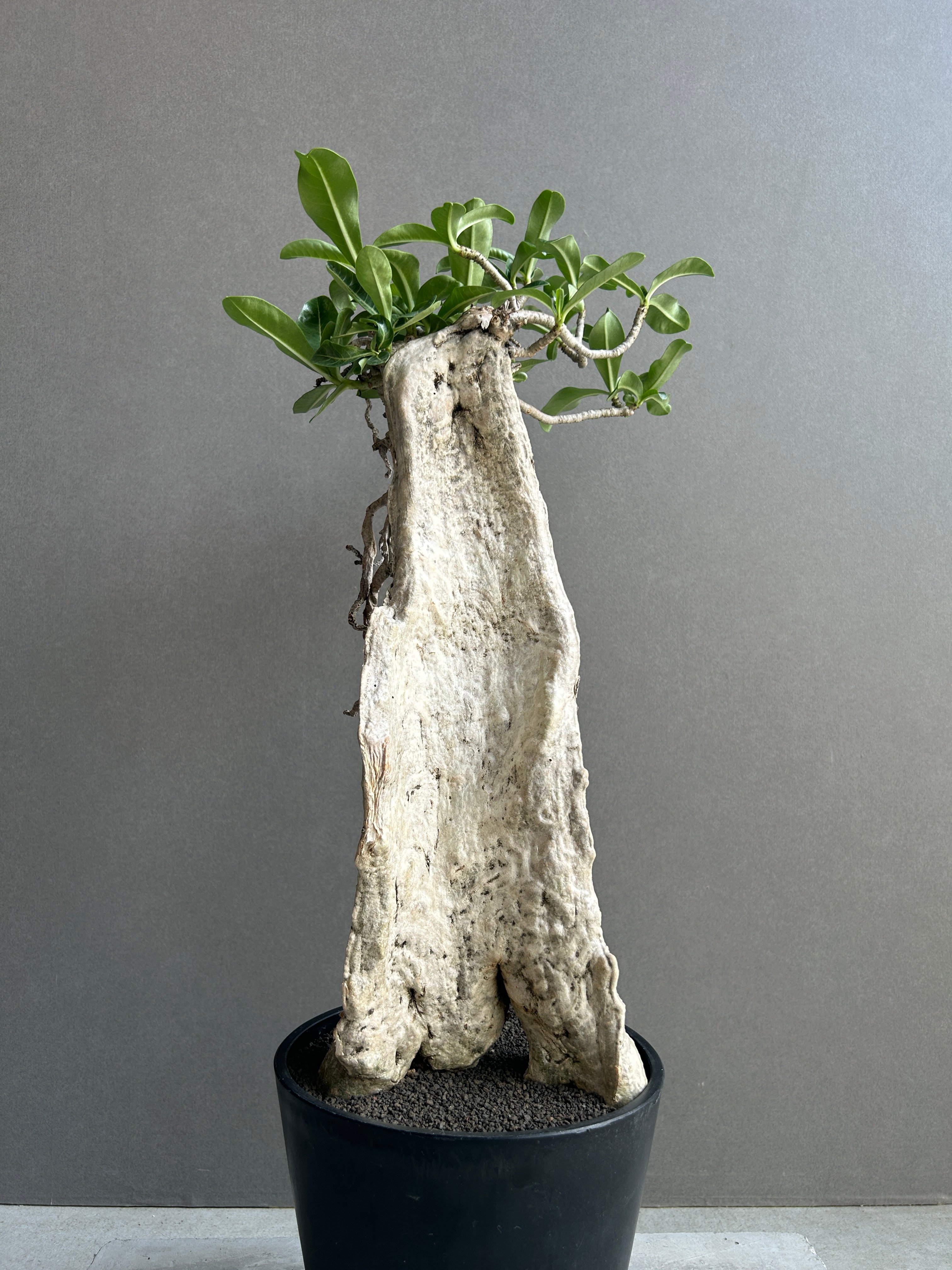 アデニウム タイ ソコトラナム “BONSAI” 「Adenium Thai socotran