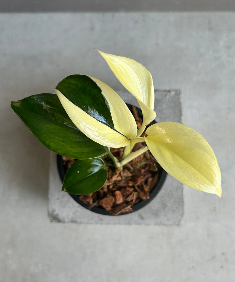 スキンダプサス ブルー アルボ 「Scindapsus blue albo」50G | SH