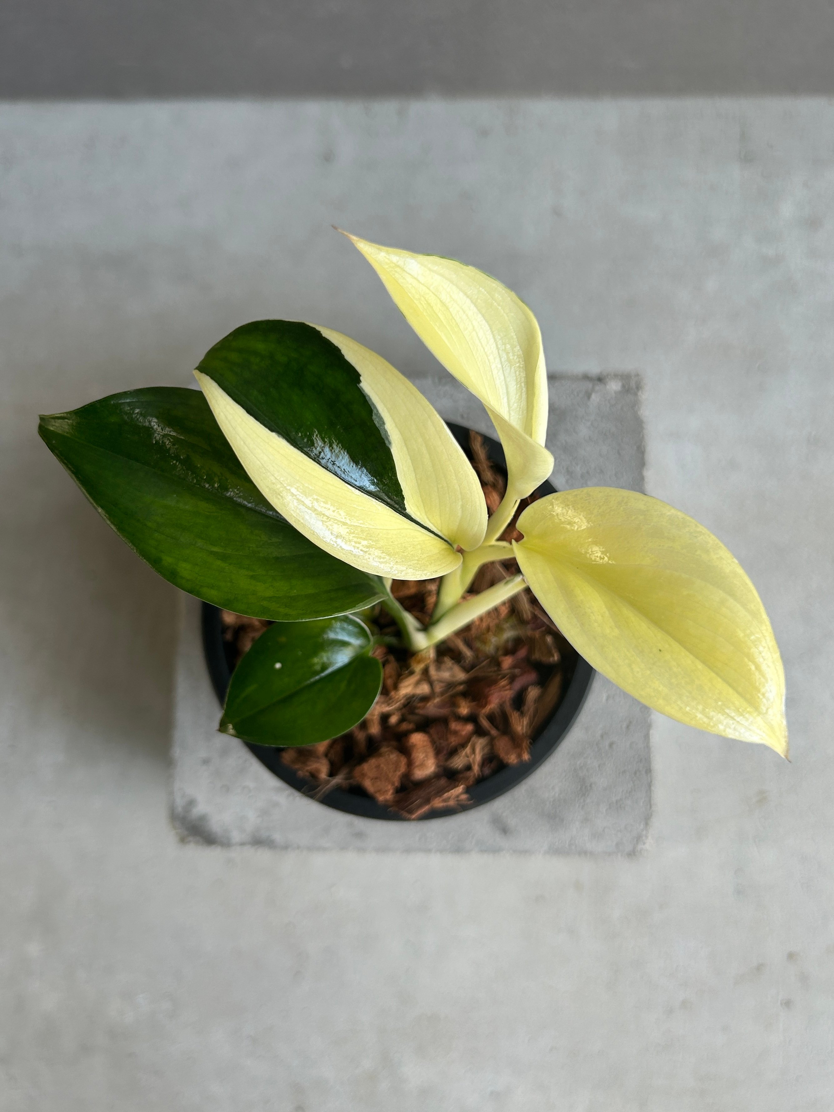 スキンダプサス　ブルーアルボ　レア♪ スキンダプサス ブルー アルボ 「Scindapsus blue albo」50G | SH