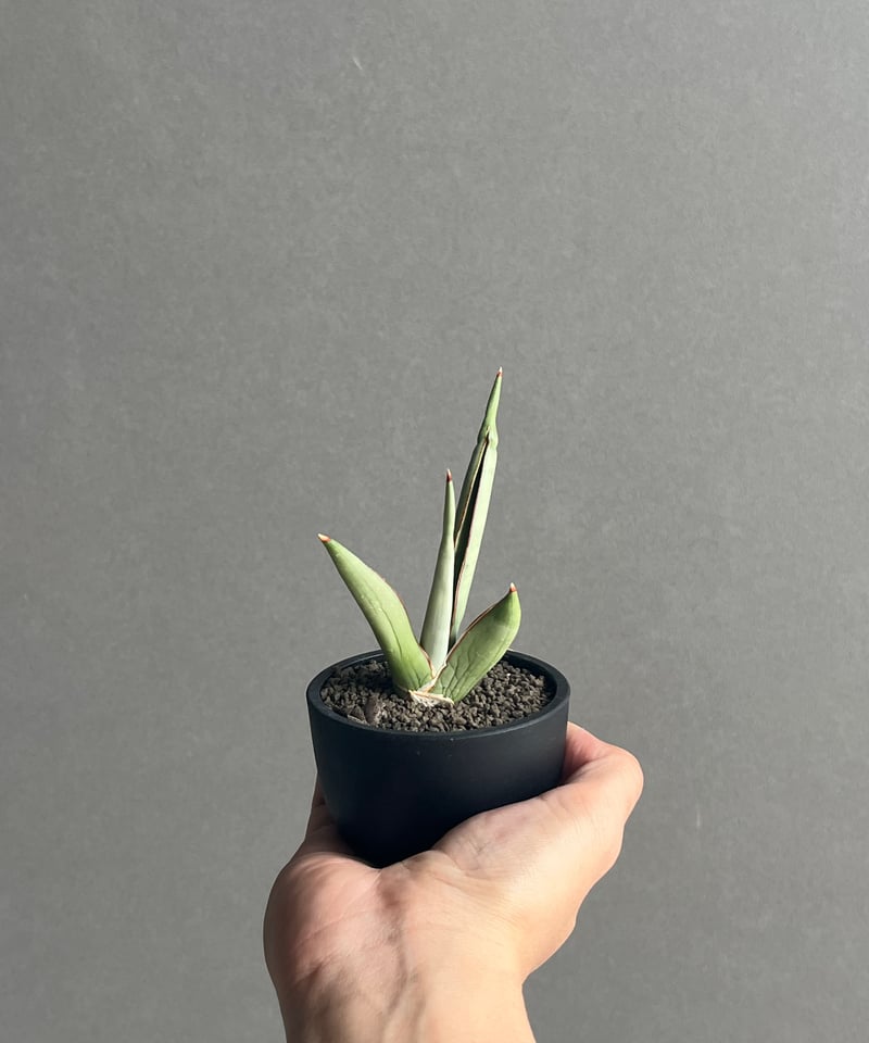 サンセベリア チャオプラヤ 「Sansevieria Chao Phraya」43N | SH