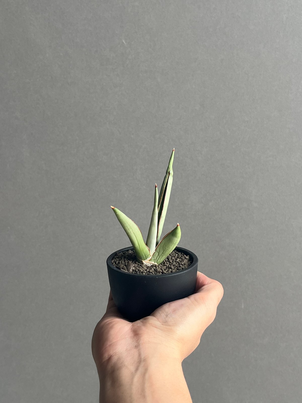 サンセベリア チャオプラヤ 「Sansevieria Chao Phraya」43N | SH