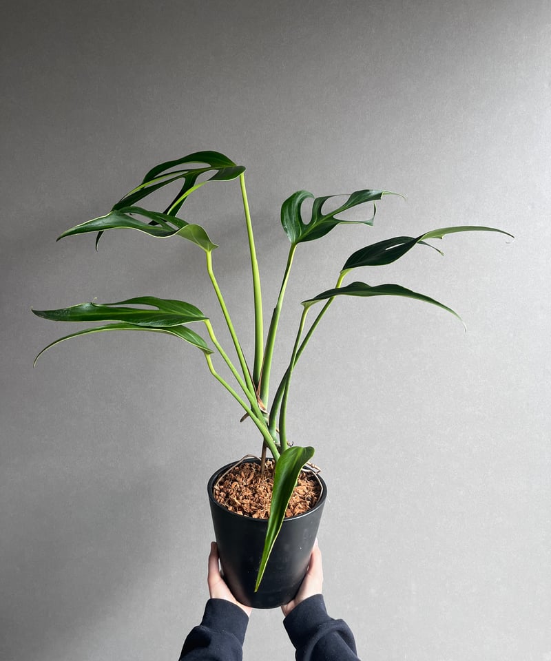 Burle marx,s flameバールマルクスフレームディラセラータ2