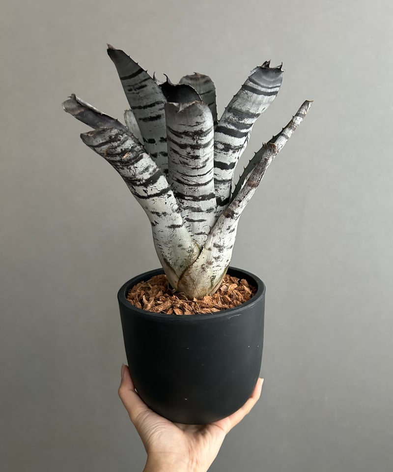 エクメア　チャンティーニ　ハイブリッド　セレクト エクメア チャンティニー ハイブリッド | GREEN LUCK