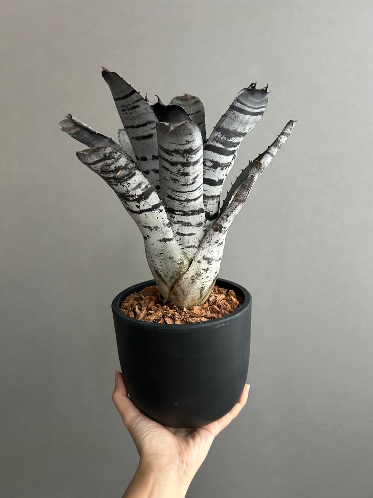 エクメア チャンティニー ブラック セレクト 「Aechmea chantinii Black