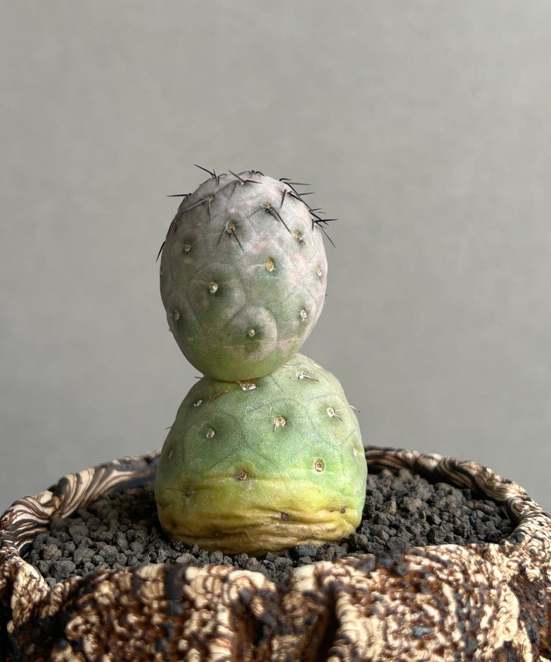 テフロカクタス ゲオメトリクス+plantsmonsters pot 「Tephrocactu