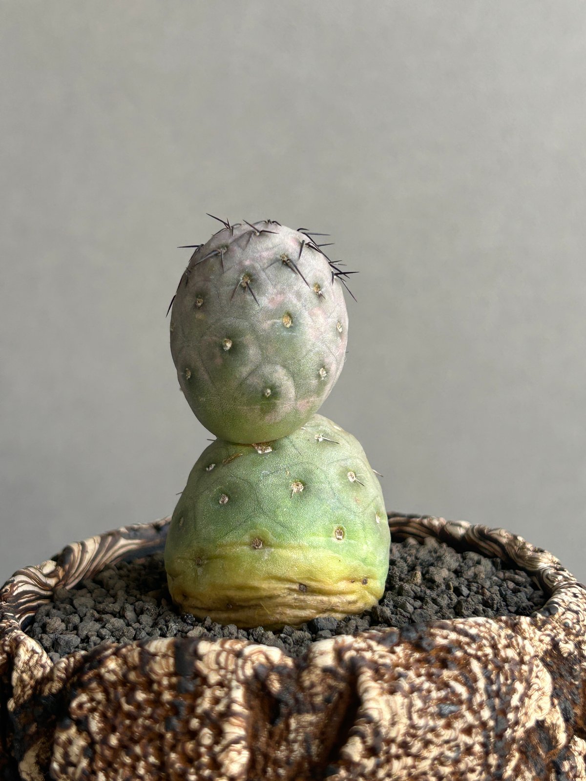 テフロカクタス ゲオメトリクス+plantsmonsters pot 「Tephrocactu