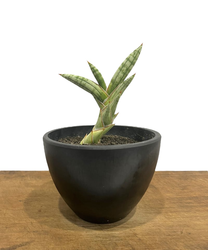 サンセベリア lav.1970 白斑入 「Sansevieria lav. 1970 Whit