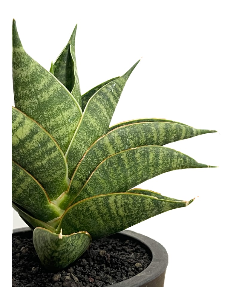 EMP サンセベリア Sir Ray ong / 最後がイメージ SA349 EMP サンセベリア Sir Ray ong / 最後がイメージ SA349