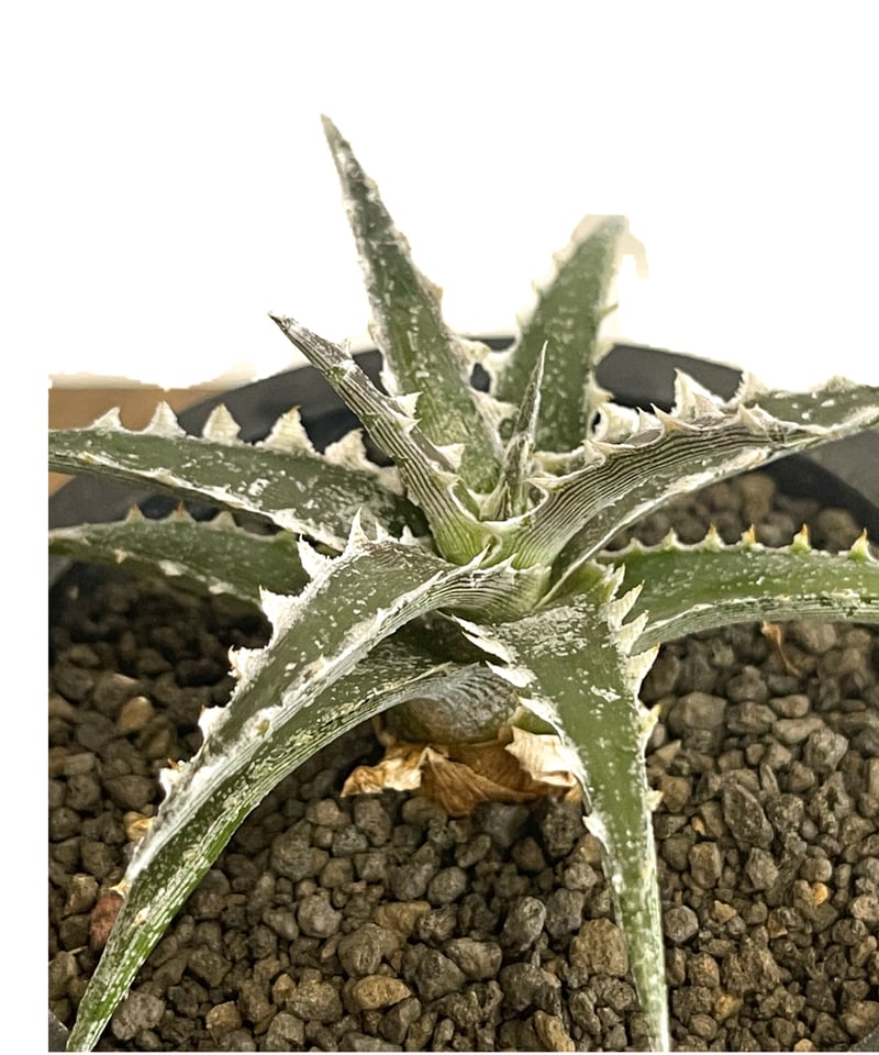 ディッキア ズゴック x リトルウイング「Dyckia Z'gok x ディッキア ズゴック x リトルウイング「Dyckia Z'gok x