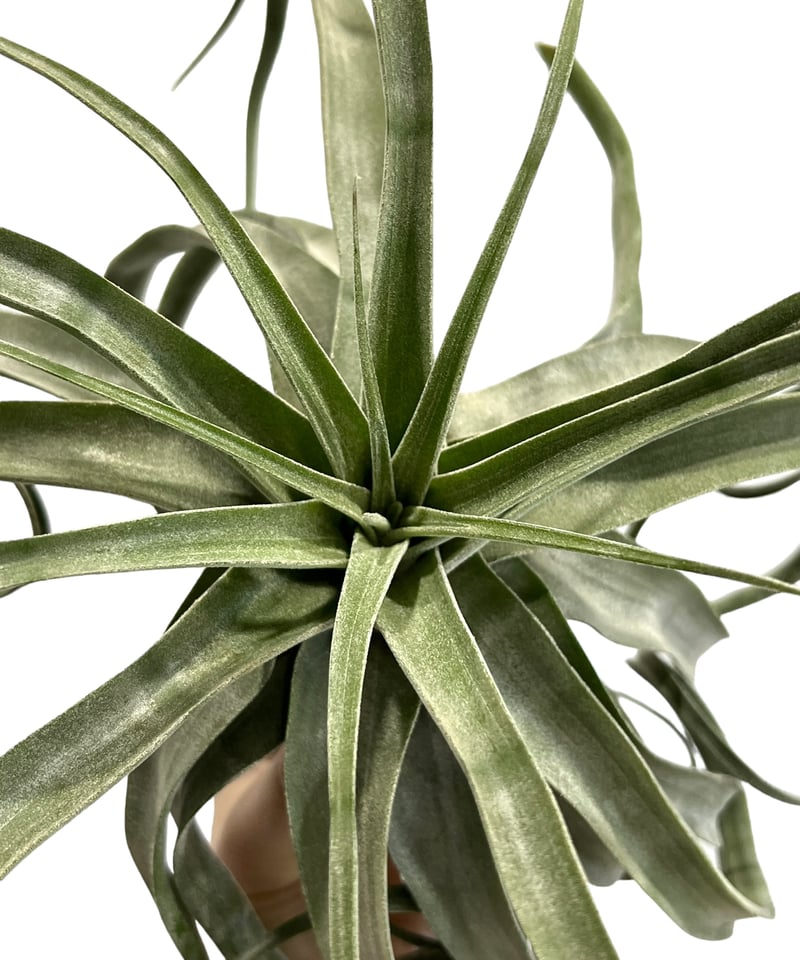ティランジア ストレプトフィラ メキシコ 「Tillandsia streptophylla