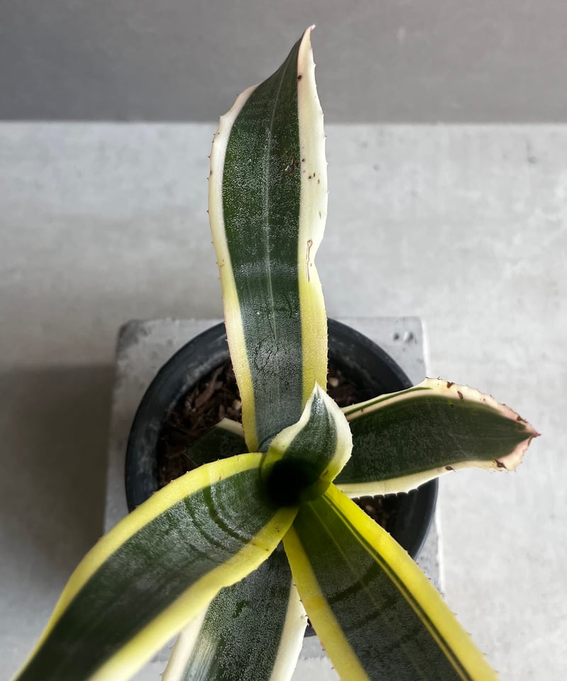 エクメア オットー 「Aechmea Otto」12A | SHOUCHIKUEN