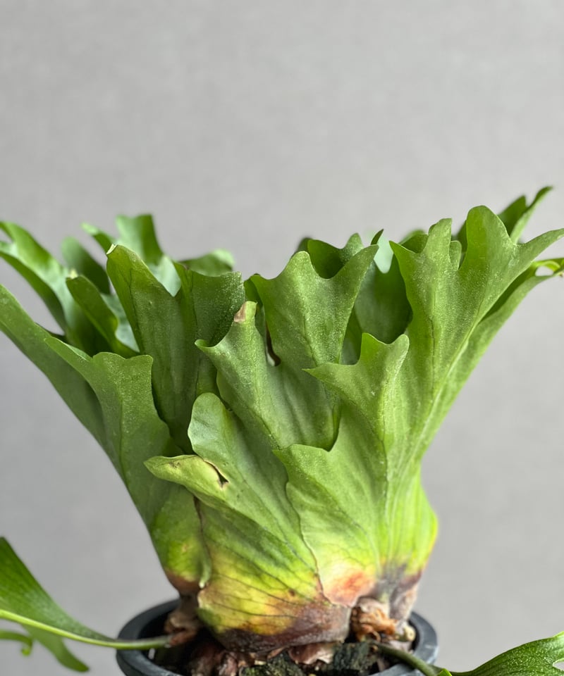 ビカクシダ コロナリウム タイランド ドワーフ「Platycerium