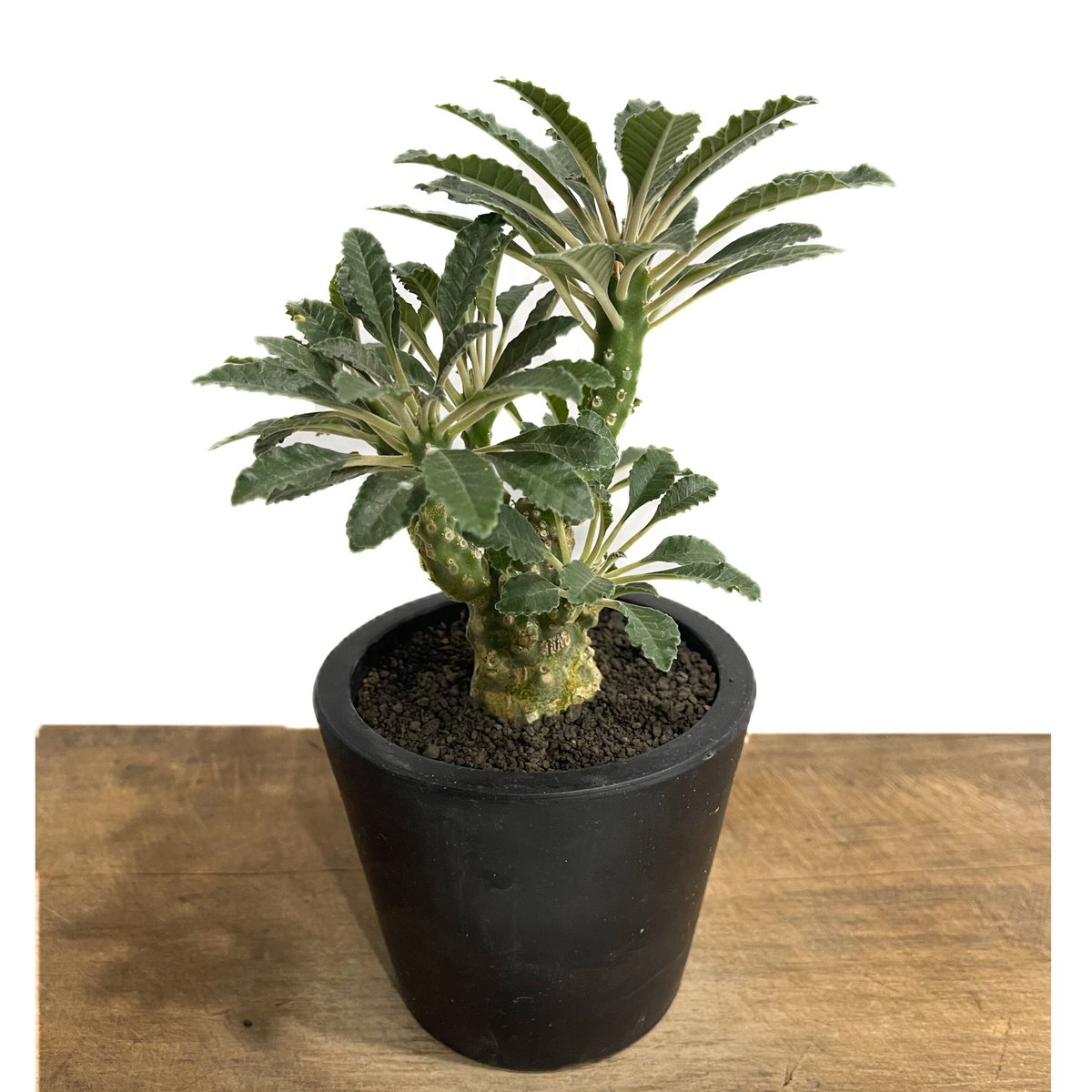 AAA　ドルステニア　ラブラニー ドルステニア ラブラニー 「Dorstenia lavrani 」52A | SHOUCHIKUEN
