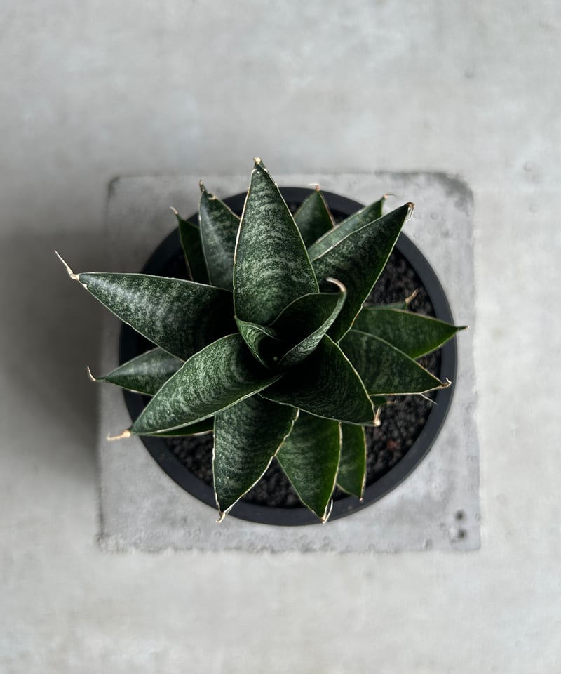 サンセベリア ブラック キャッスル「Sansevieria Black Castle 」49I