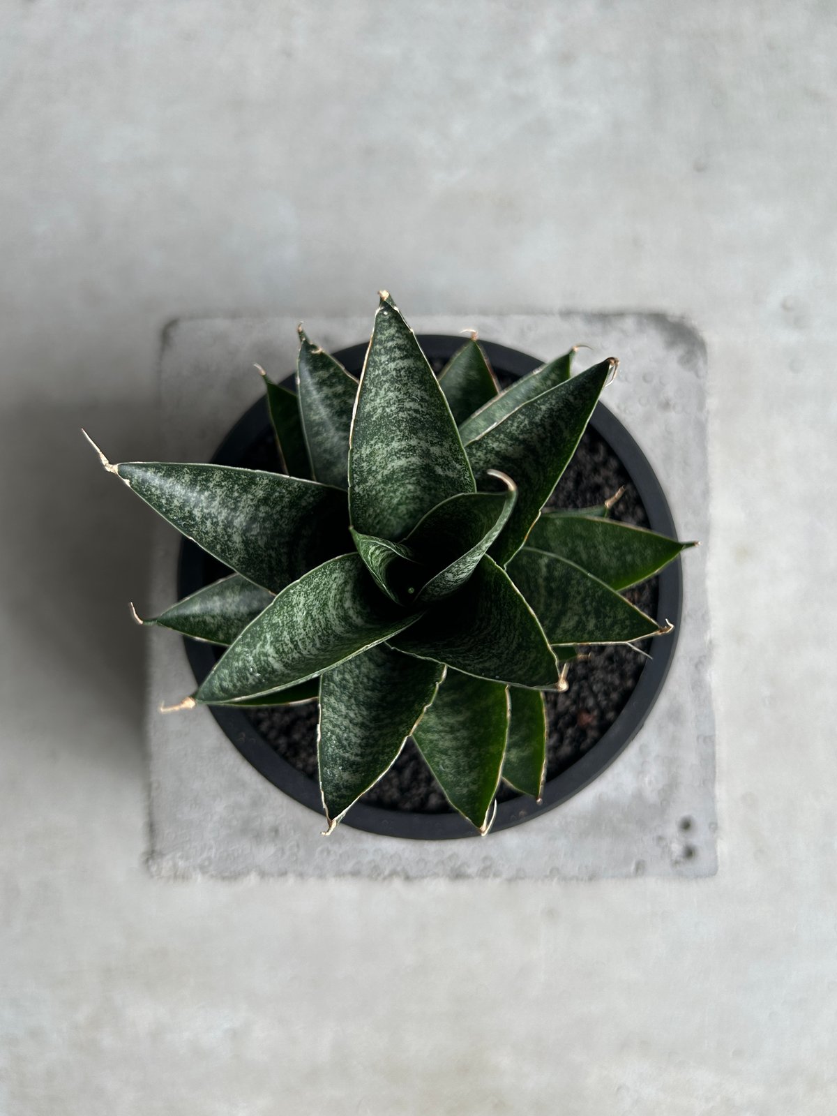 サンセベリア ブラック キャッスル「Sansevieria Black Castle 」49I