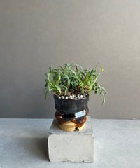 サンセベリア サドワラ ケーブス 斑入 Sansevieria Sudwala caves v