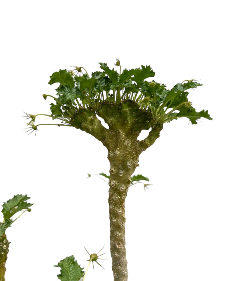 ドリステニア　ジプソフィラ ドルステニア ジプソフィラ x ラブラニー 「Dorstenia gypsophila x l