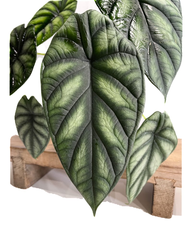 アロカシア ドラゴンスケール(メリクロン苗)「Alocasia dragon scale