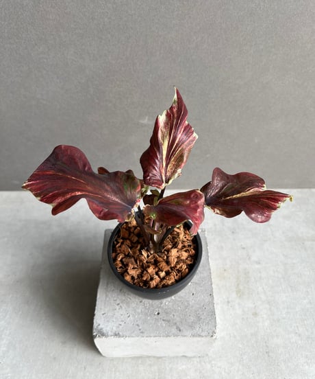 カラジウム　カラジューム　タイハイブリッド　ヒラヒラ系 カラジウム カラジューム タイハイブリッド ヒラヒラ系