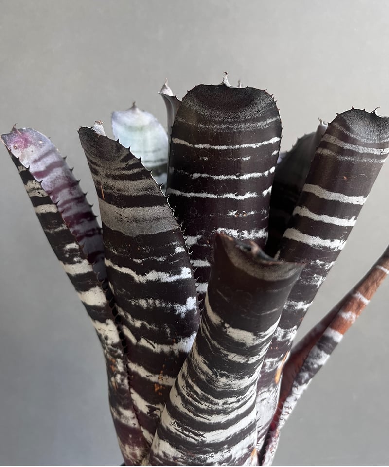 エクメア チャンティニー ブラック セレクト 「Aechmea