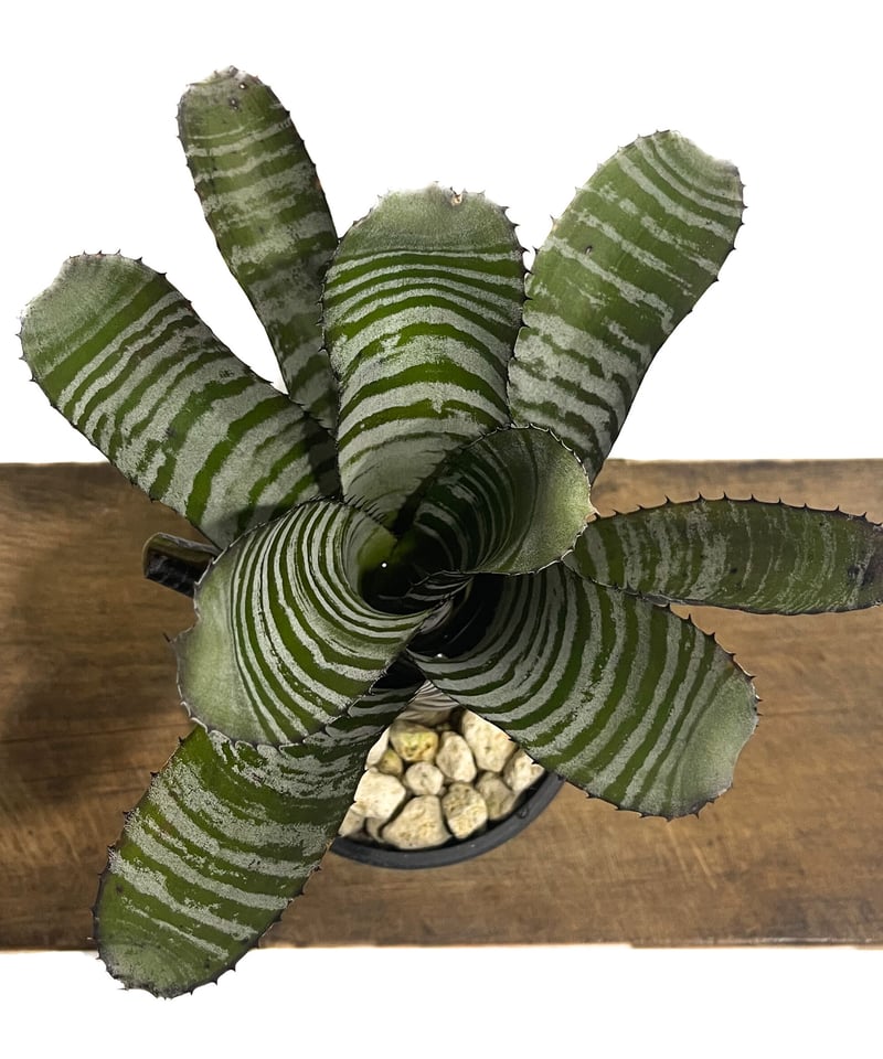 エクメア チャンティニー ブラック「Aechmea chantinii black」7/14-