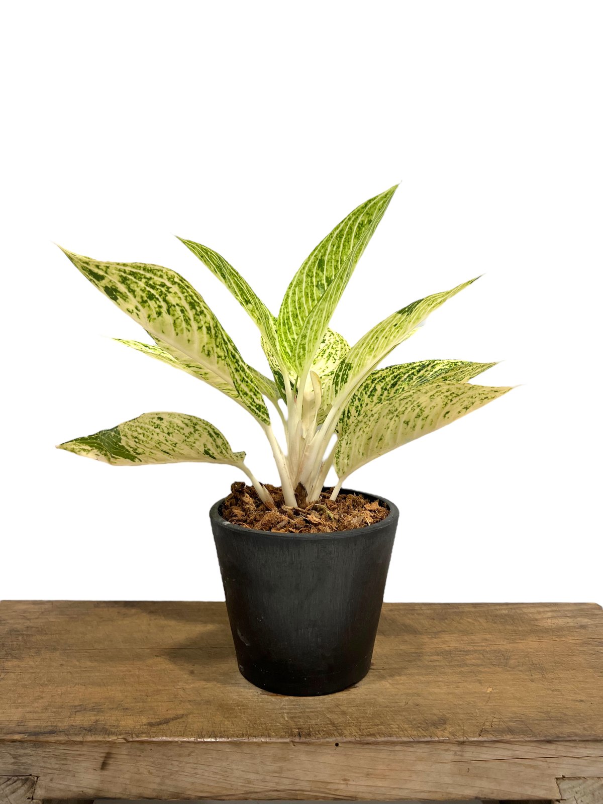 931　アネモネ 保護めがね LUNEVERT MP－970 オーバーグラス