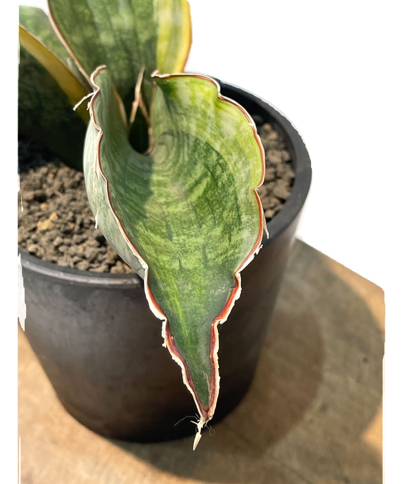 サンセベリア ES849 サンセベリア ES.849 斑入「Sansevieria ES. 849 var.」 8/8