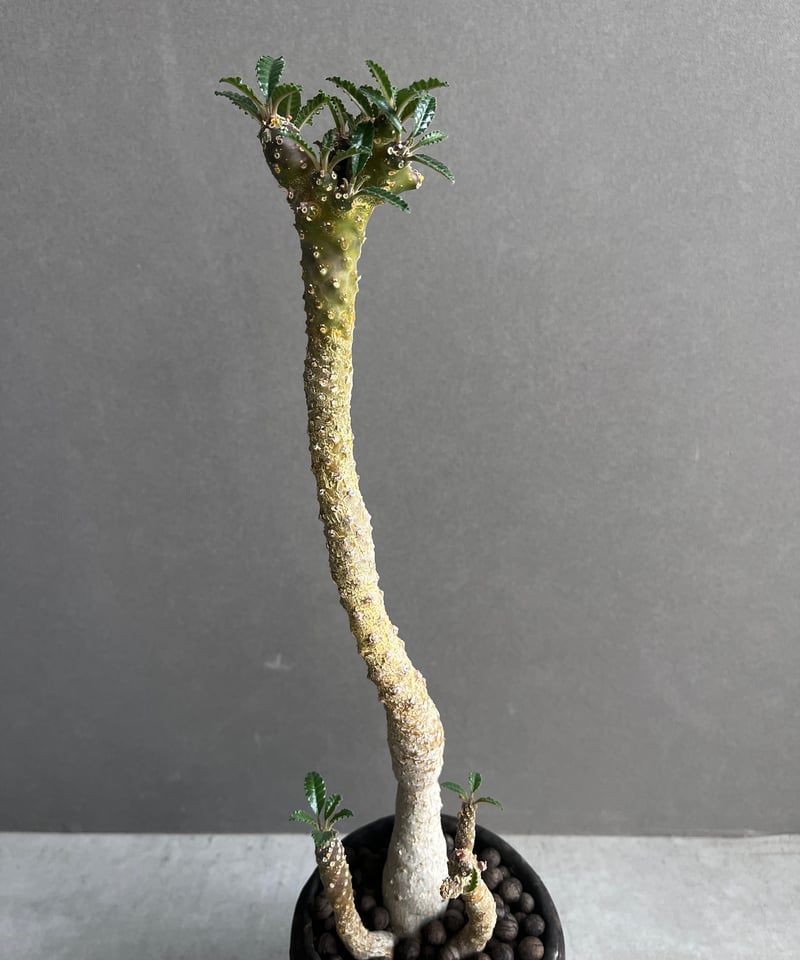 ドルステニア フォエチダ x ラブラニー +plantsmonsters pot 「Dorst