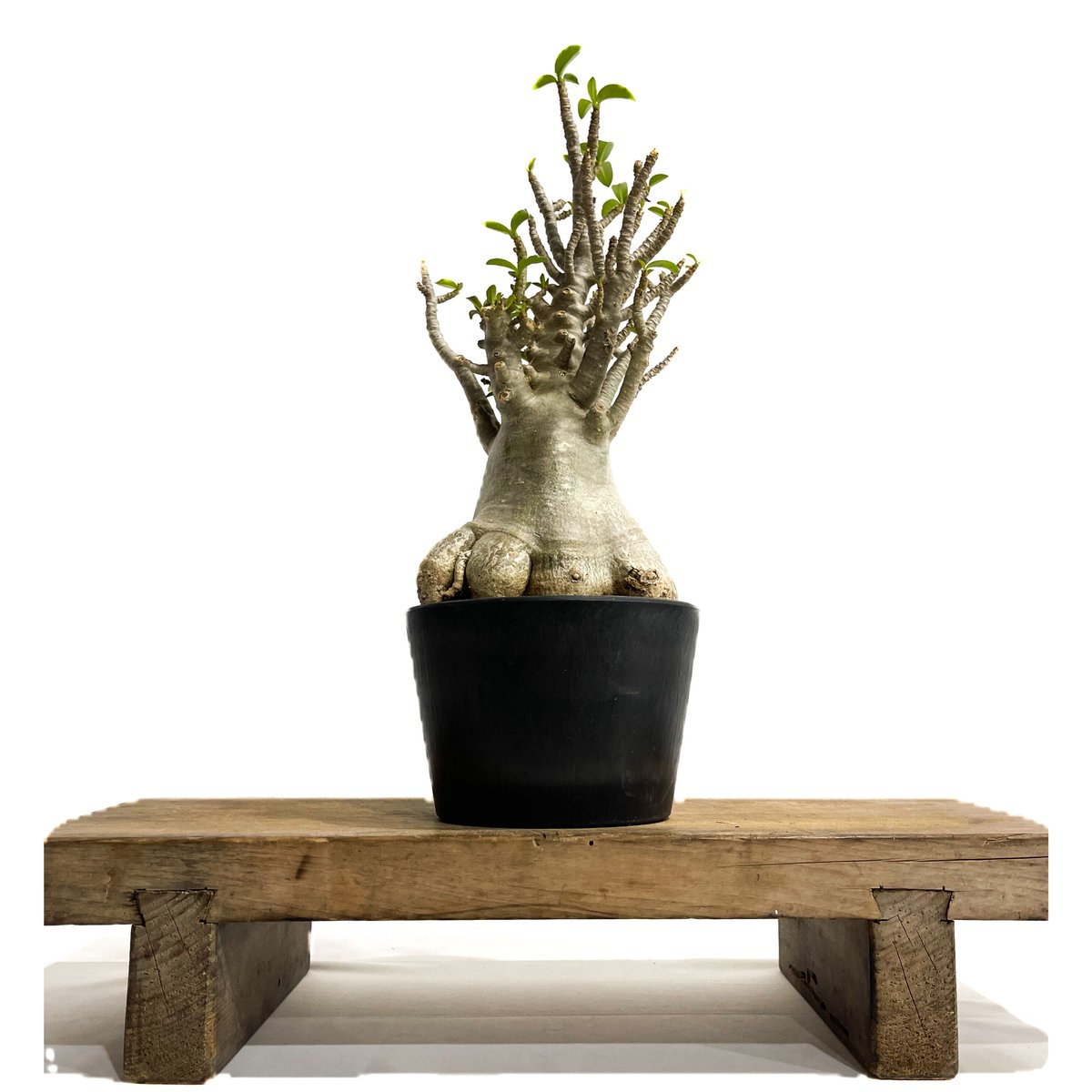 アデニウム タイ ソコトラナム(選抜個体)「Adenium Thai socotranum “