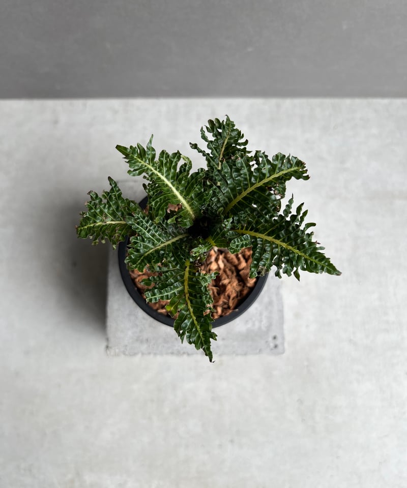ブレクナム ギッバム ドワーフ 「Blechnum gibbum Dwarf 」41E