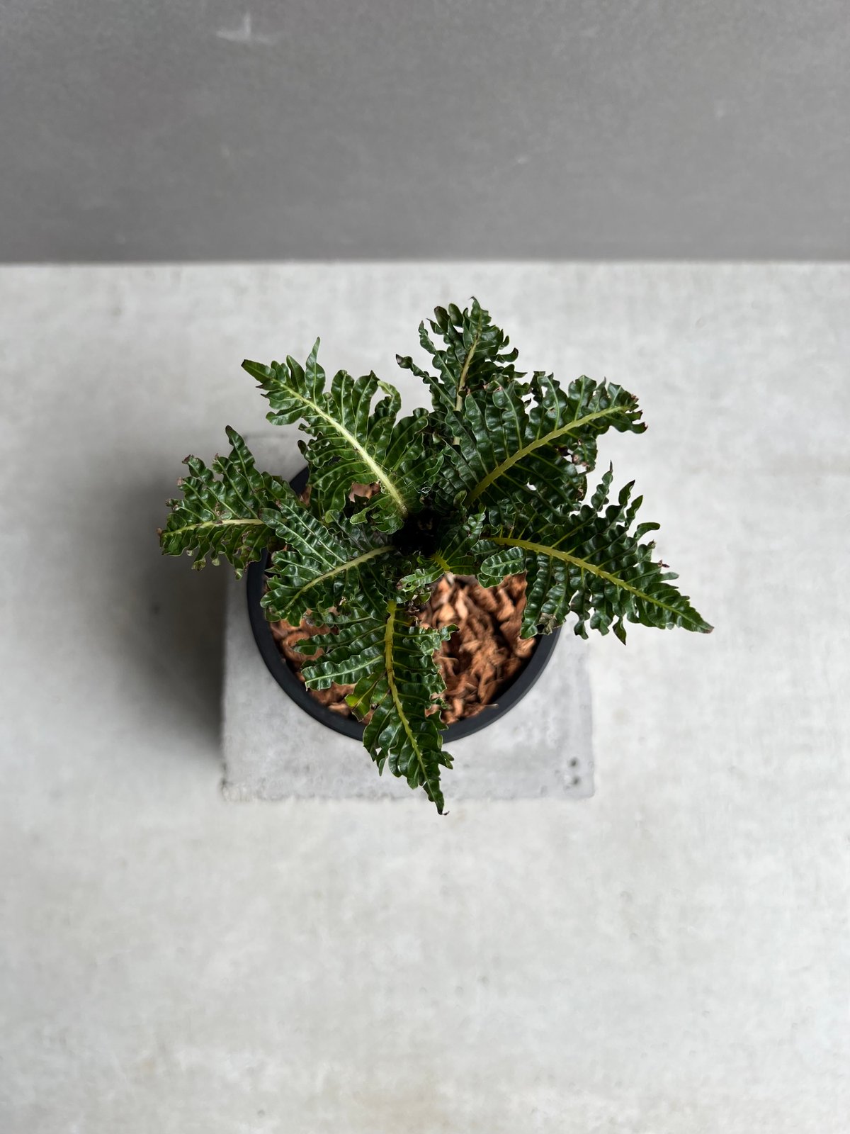 ブレクナム ギッバム ドワーフ 「Blechnum gibbum Dwarf 」41E | S