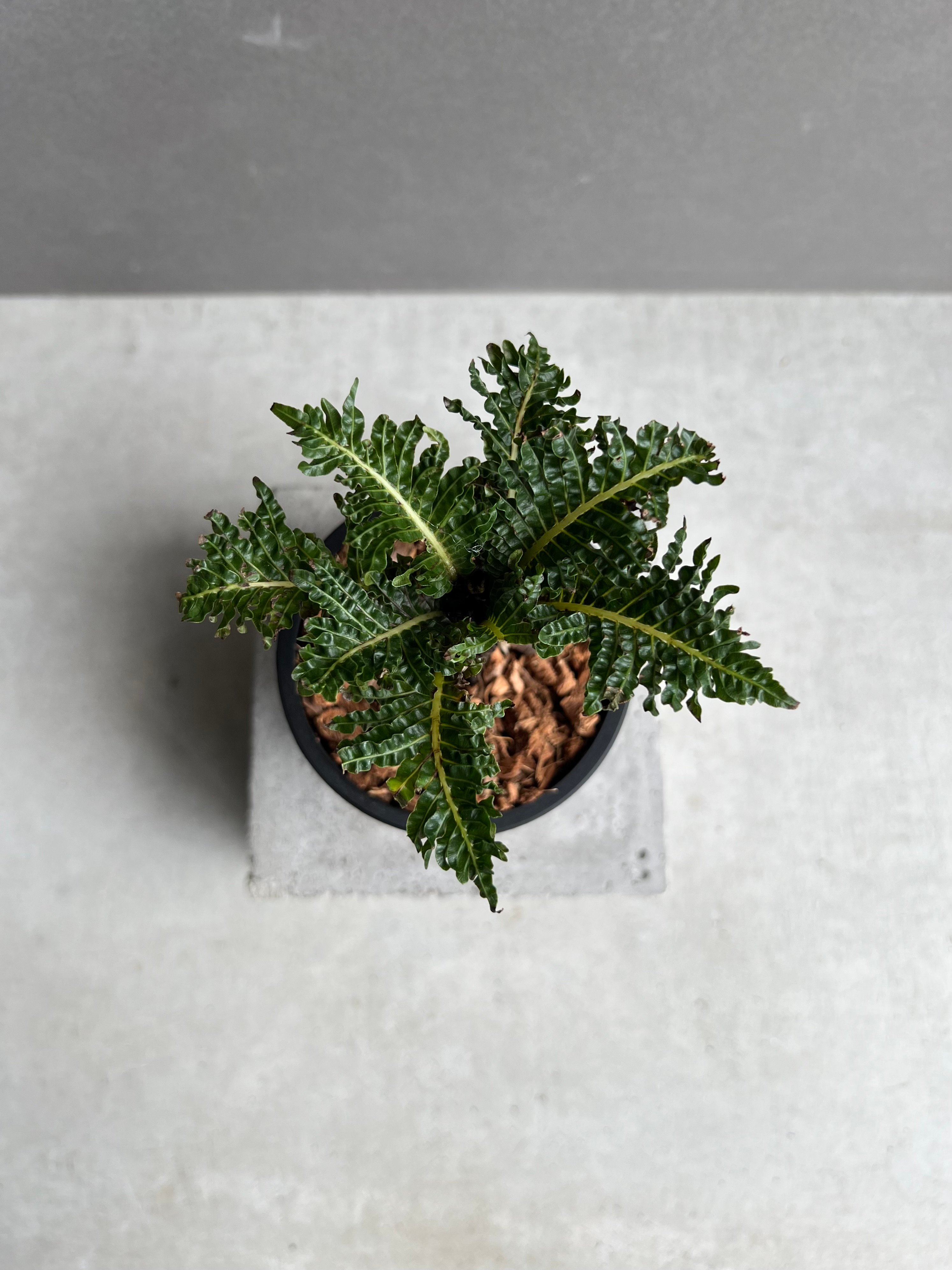 ブレクナム ギッバム ドワーフ 「Blechnum gibbum Dwarf 」41E | S