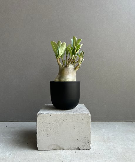 CATEGORY アデニウム | SHOUCHIKUEN