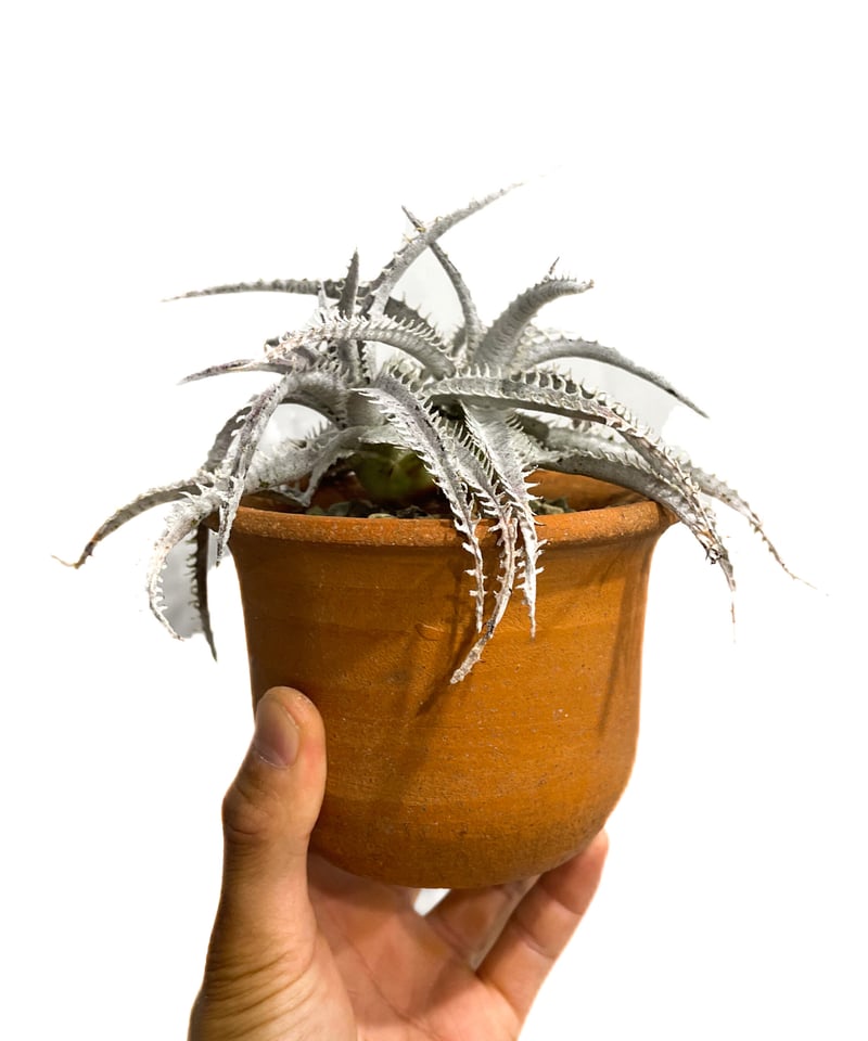 ディッキア ハイブリッド 「Dyckia Hybrid」18E-2 | SHOUCHIKUEN