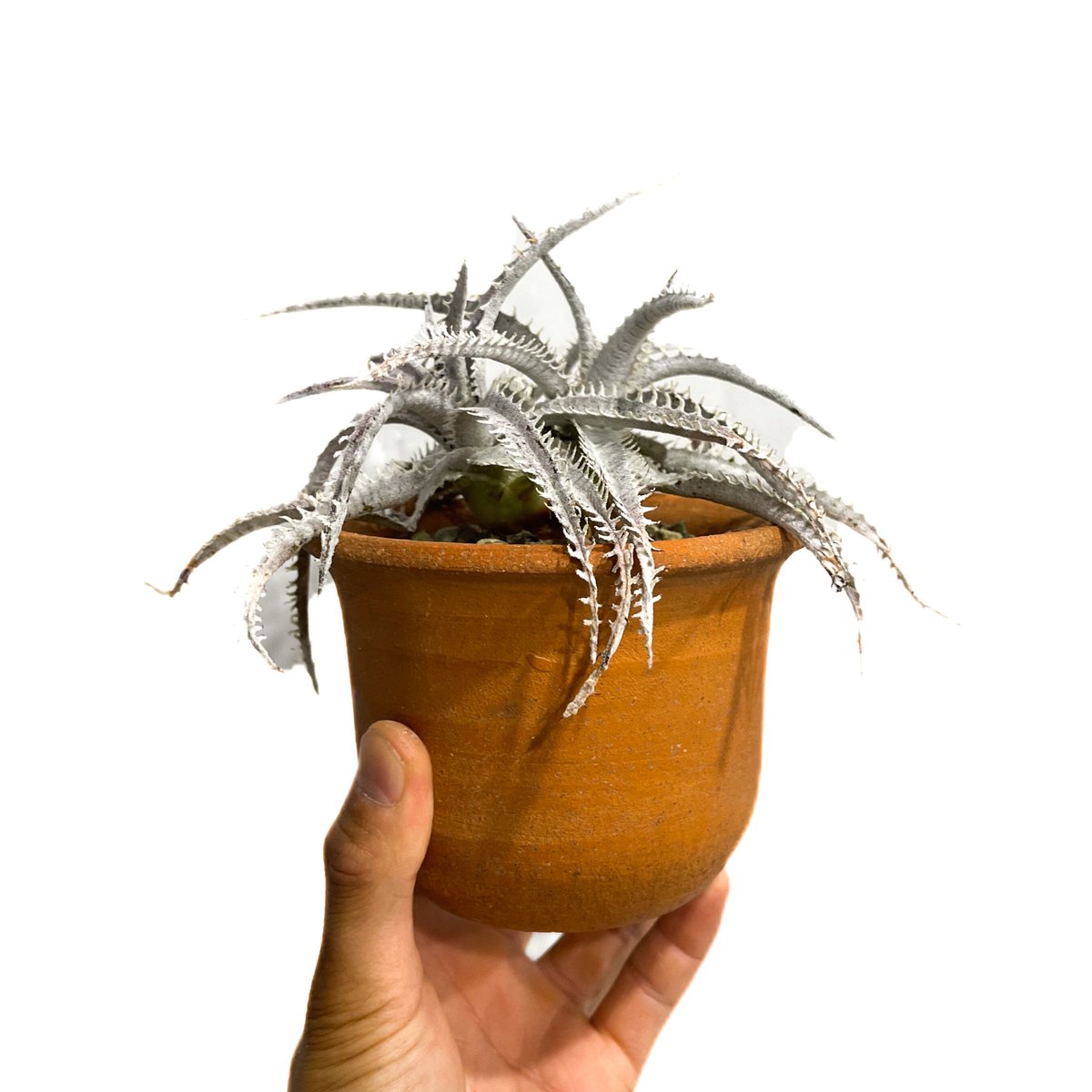 ディッキア ハイブリッド 「Dyckia Hybrid」18E-2 | SHOUCHIKUEN