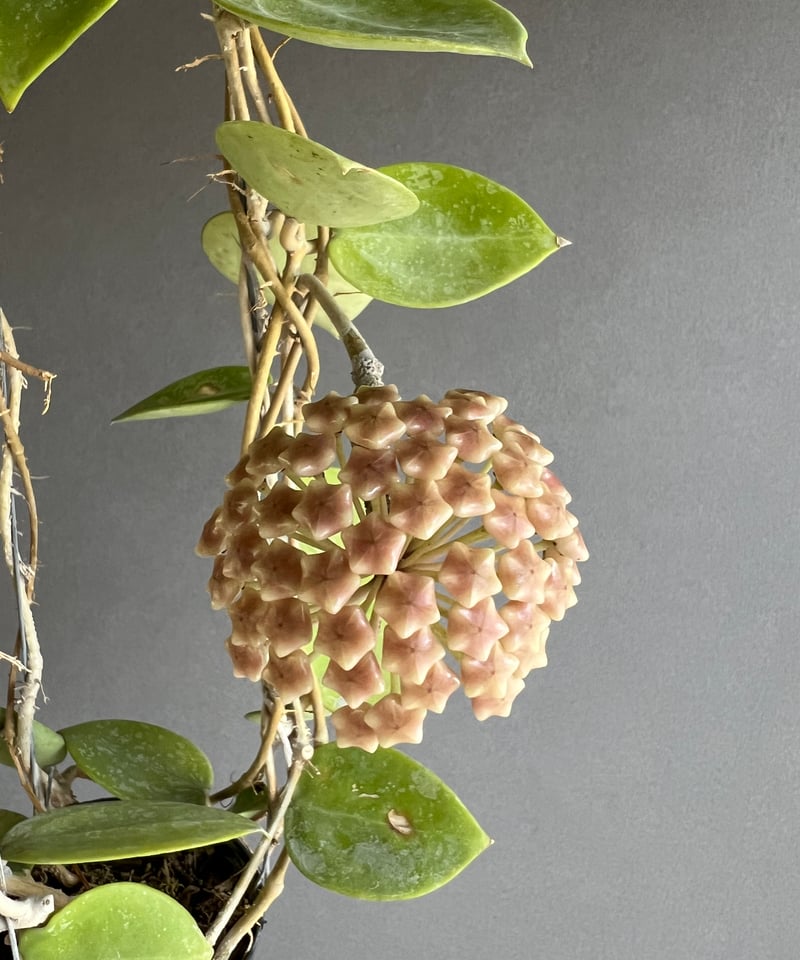 未使用　ヴァレリーカサド　花器　Noir 未使用 ヴァレリーカサド 花器 Noir 未使用 ヴァレリーカサド