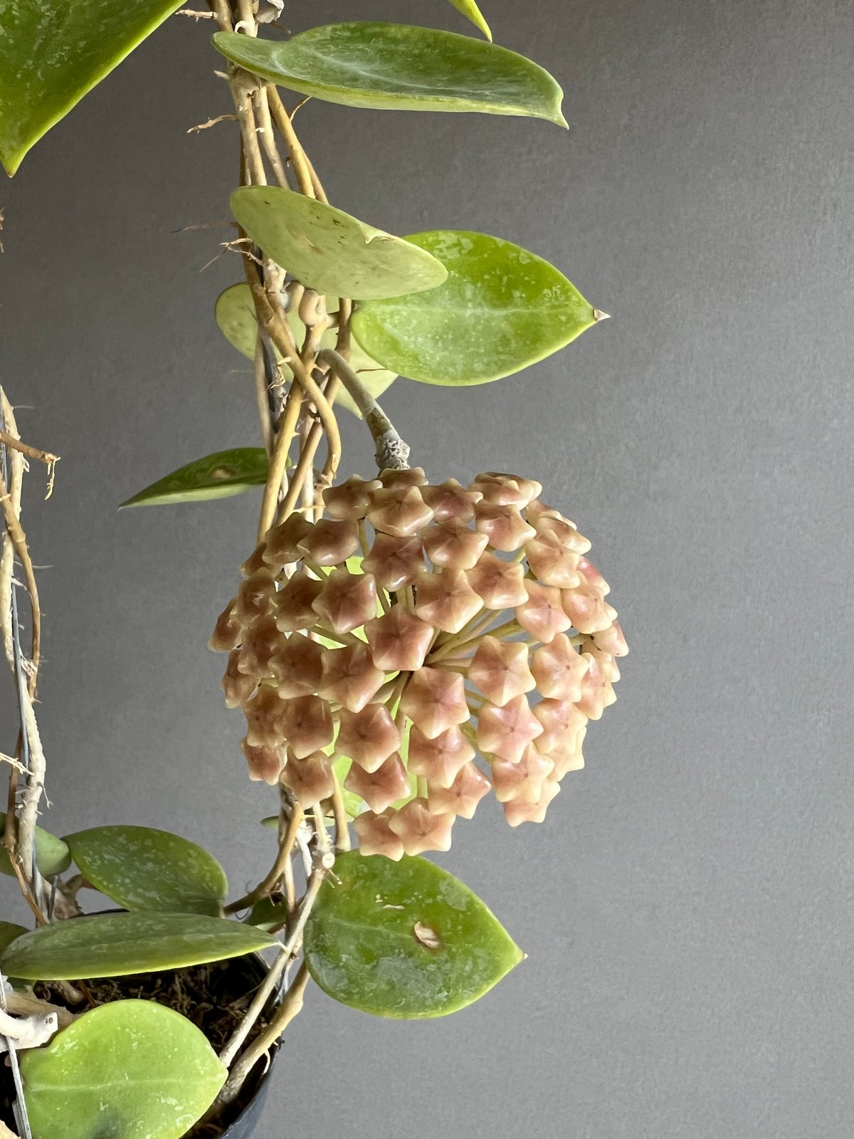 ホヤ パラシティカ ハートリーブス 「Hoya parasitica heart leaves